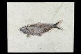 Large, Fossil Fish (Knightia) - Wyoming #155522-1